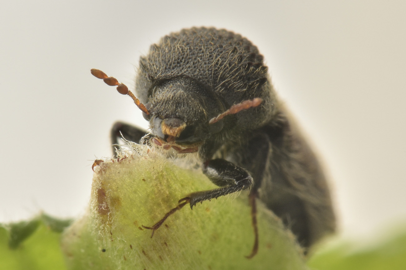 Bostrichidae: Sinoxylon sexdentatum